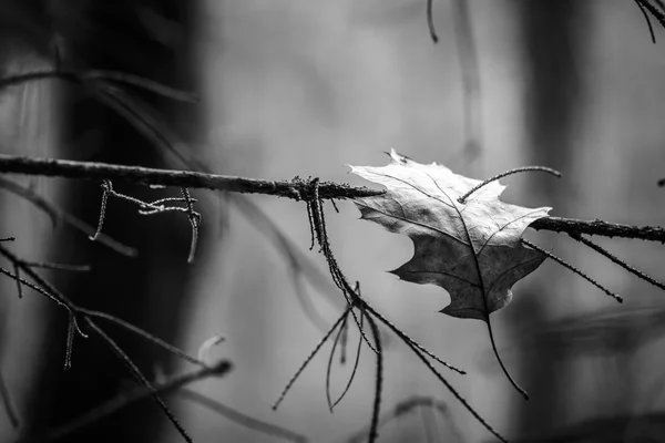 Otoño blanco y negro — Foto de Stock