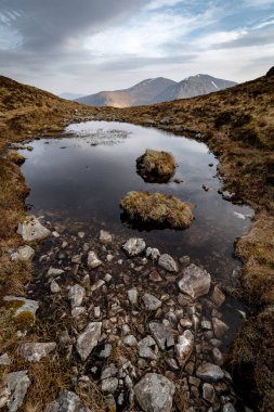Doğa detayı - İskoçya yaylaları