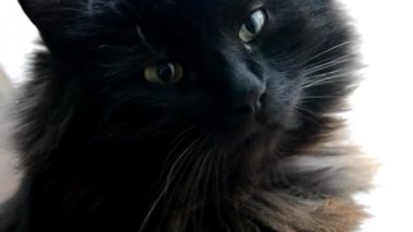 siyah chantilly kedi