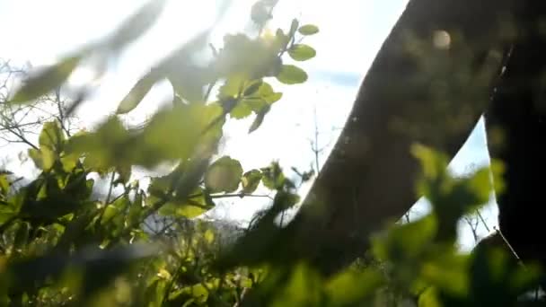 Cosechar el campo de guisantes al atardecer — Vídeo de stock