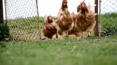tavukları tavuk coop runnig vardır