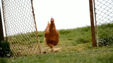 tavukları tavuk coop runnig vardır