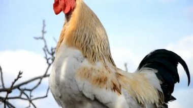 Slovakya çiftliğinde horoz gübrede ötüyor