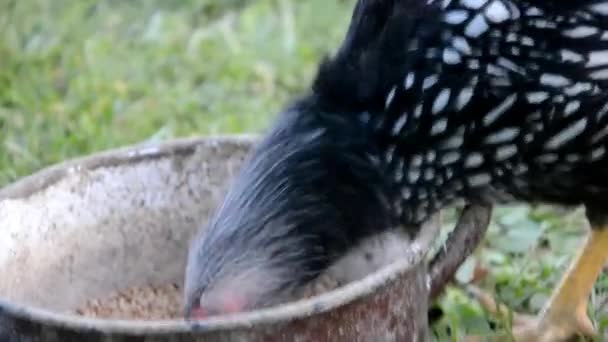 Les poulets mangent des céréales à la ferme 