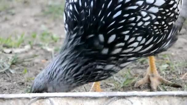 Kippen eten korrels op boerderij — Stockvideo