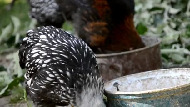 Kippen eten korrels op boerderij — Stockvideo