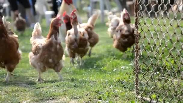 Hühner laufen zum Hühnerstall