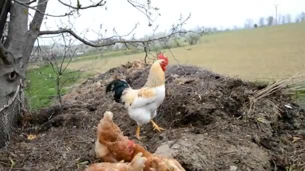 斯洛伐克农场的公鸡在粪肥上行走 — 图库视频影像