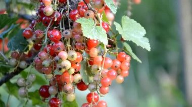 Frenk üzümü hasadı.