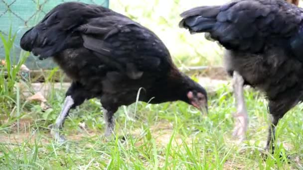 Цыплята едят зерно на ферме — стоковое видео