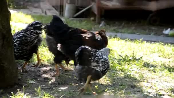 Kippen eten korrels op boerderij — Stockvideo