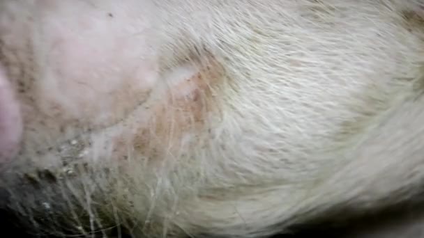 Grunting pig in the shed — Stock Footage Grunting pig in the shed Stock Video