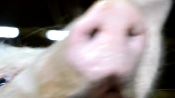 Grunting pig in the shed — Stock Video