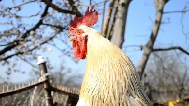 Gallo canta sobre estiércol en granja eslovaca — Vídeos de Stock