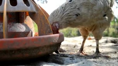 tavuk çiftliğinde tahıl yemek