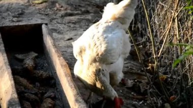 tavuk çiftliğinde tahıl yemek