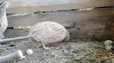 bıldırcınlar döken bir çiftlikte kaçan