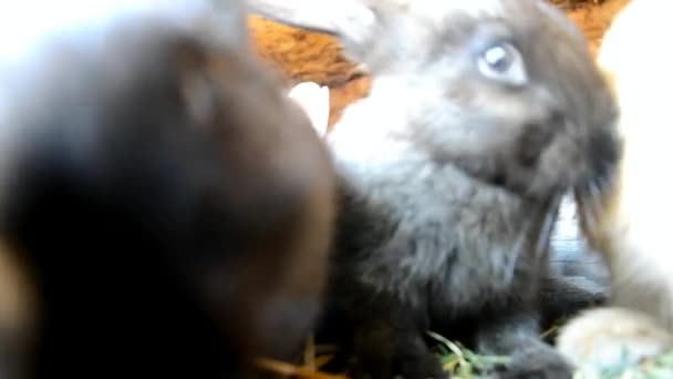 Rabbits in the shed — Stock Video