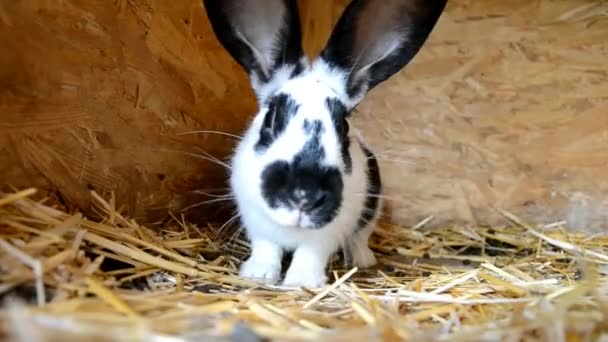 Lapins dans le hangar 