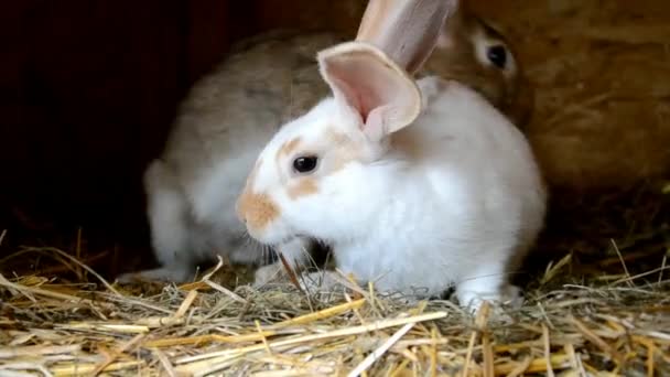 Coelhos no barracão — Vídeo de Stock