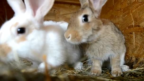 Kaninchen im Stall — Stockvideo