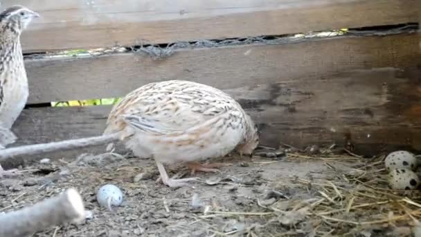 Cailles fuyant le hangar dans une ferme 