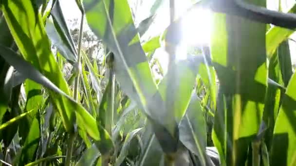 Walk cross champ de maïs, Slovaquie 