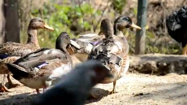 Patos en la granja — Vídeo de stock