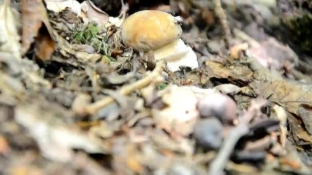 Picking up mushrooms in Slovak forest — Stock Video