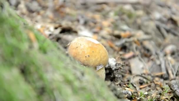 Oppakken van paddestoelen in Slowaakse bos — Stockvideo