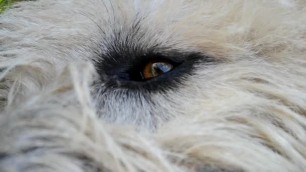 Irish Wolfhound eye — Stock Video