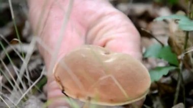 slovak ormandaki mantarları toplama