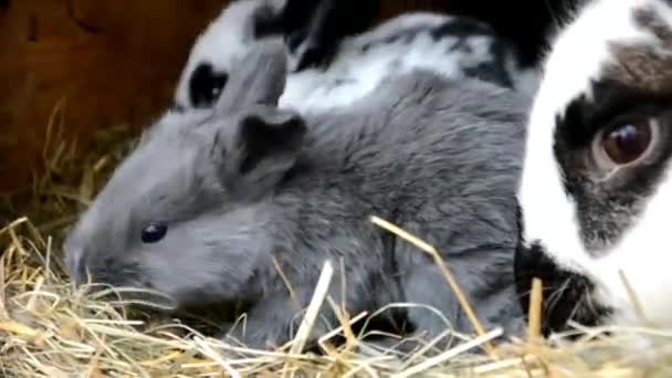 Kaninchen im Stall — Stockvideo