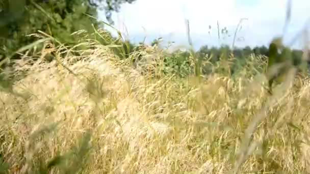 Le vent souffle l'herbe dans une prairie 