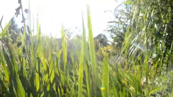 Gräset på fältet vid soluppgången på en äng nära skogen — Stockvideo