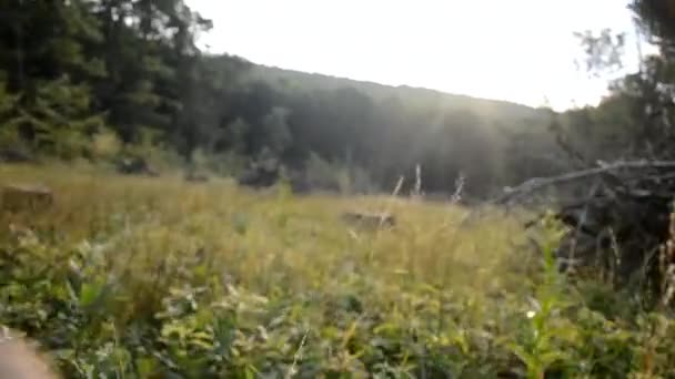 Erba del campo all'alba in un prato vicino alla foresta — Video Stock