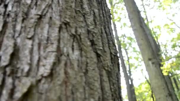 De stralen van de zon passeren de bomen — Stockvideo