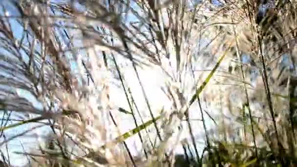 Erba del campo all'alba in un prato vicino alla foresta — Video Stock