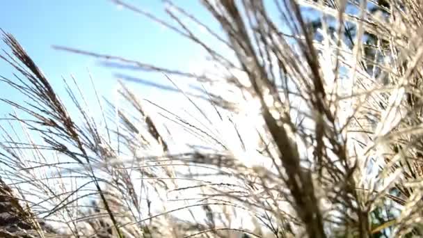 Erba del campo all'alba in un prato vicino alla foresta — Video Stock