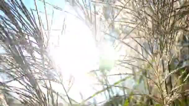 Herbe du champ au lever du soleil dans une prairie près de la forêt — Video