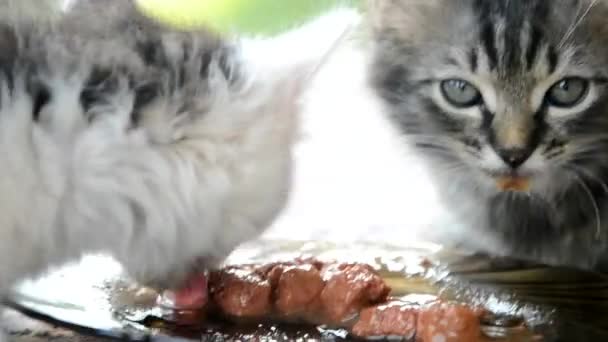 İki kedi bir kaseden birlikte yemek yer. — Stok video