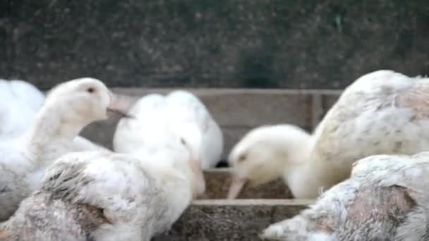 Patos en la granja — Vídeos de Stock