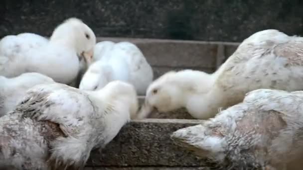 Enten auf dem Bauernhof — Stockvideo