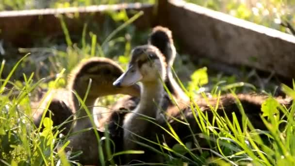 Enten auf dem Bauernhof — Stockvideo