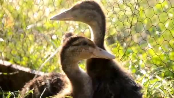 Canards à la ferme — Video