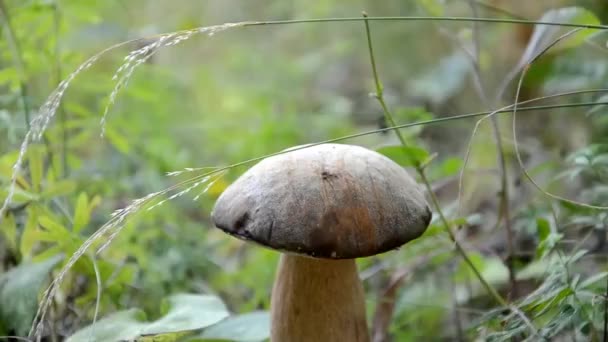 Plocka upp svamp i slovakiska skog — Stockvideo