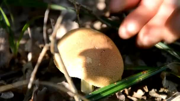 Recoger setas en el bosque eslovaco — Vídeo de stock