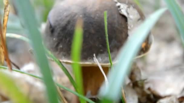 Picking up mushrooms in Slovak forest — Stock Video