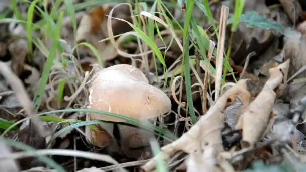 Apanhar cogumelos na floresta eslovaca — Vídeo de Stock