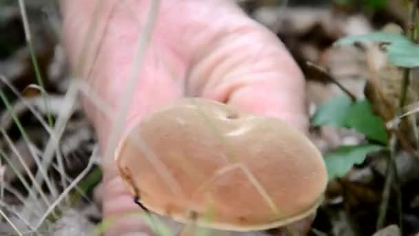슬로바키아어 숲에서 버섯을 따기 — 비디오